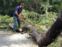 How Our Tree Care Process Works  in  Piru, CA